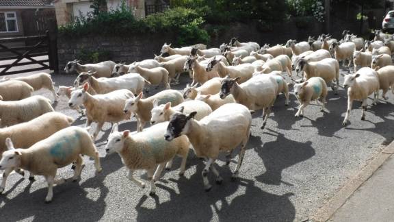 A flock of sheep running down a suburban road.