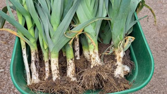 Leeks with muddy roots in a green bucket.