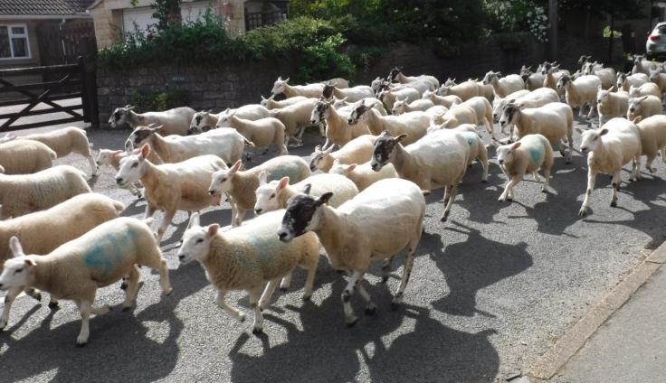 A flock of sheep running down a suburban road.