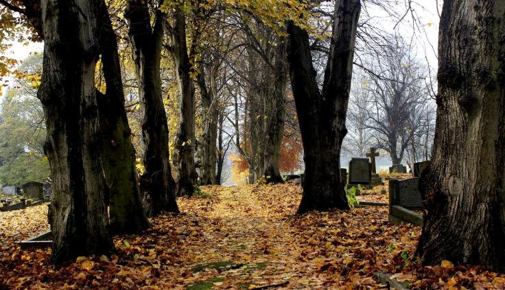 An autumnal view of a woodland path lined with trees and russet leaves on the ground.