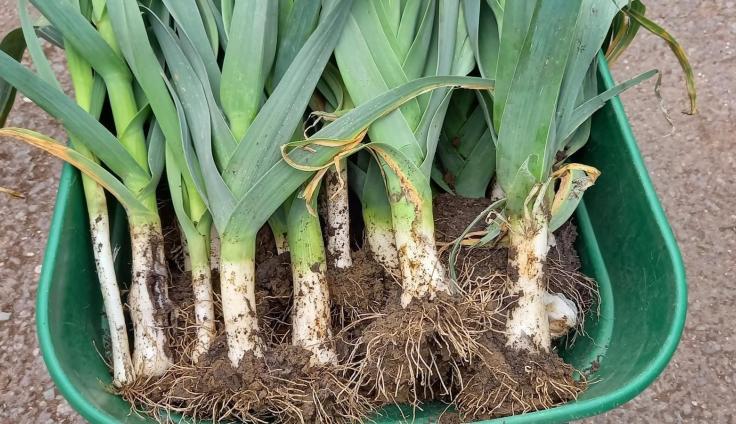 Leeks with muddy roots in a green bucket.