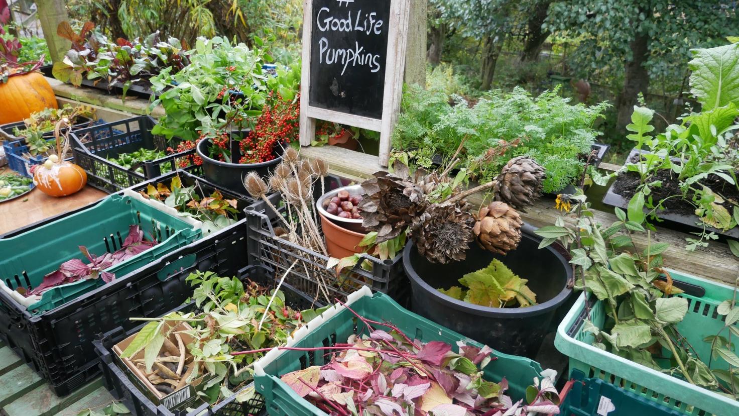 A table-top display of leafy vegetables in green plastic crates.