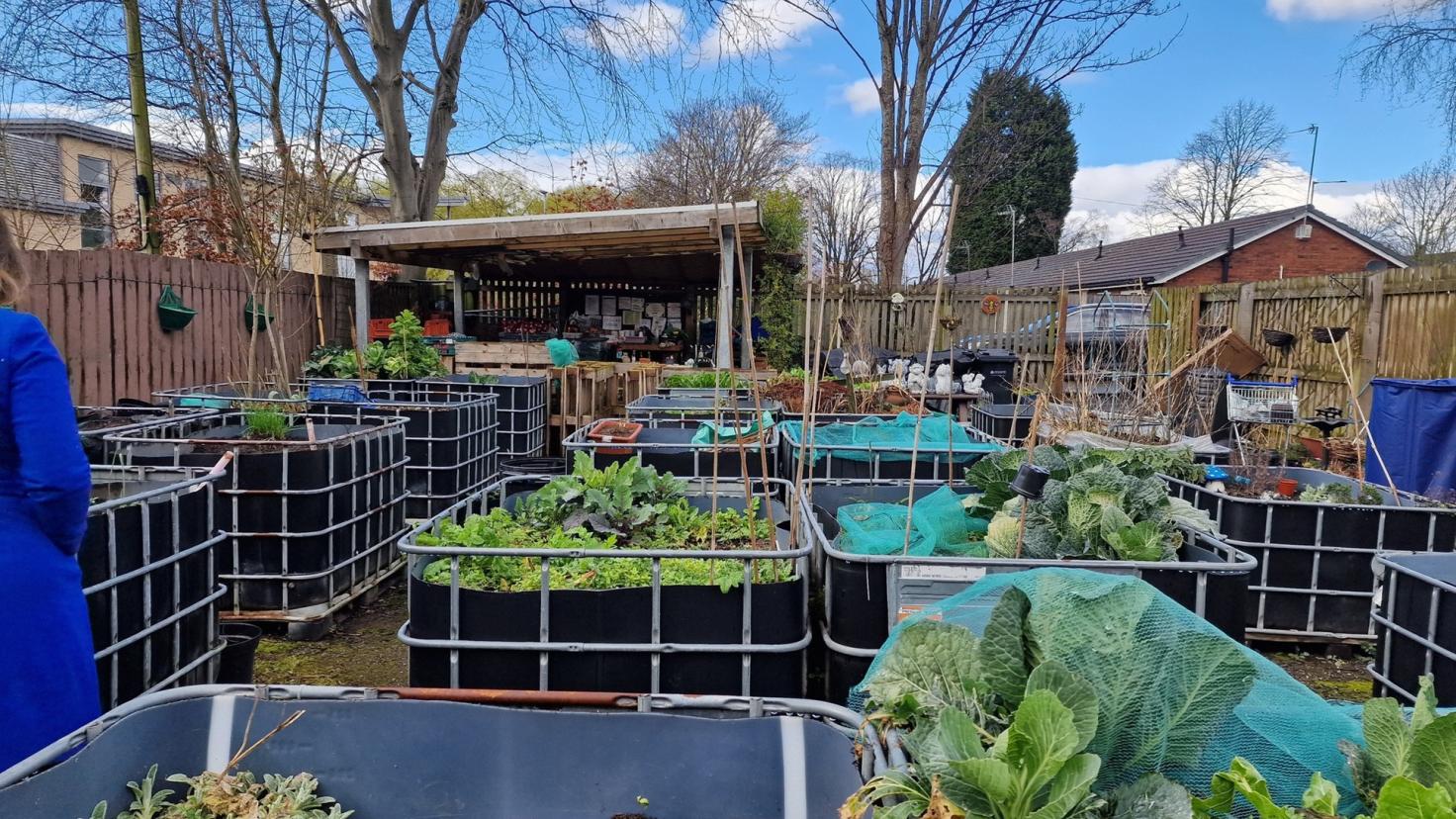 A fenced-in area containing many raised beds growing vegetables with bamboo vegetable supports.