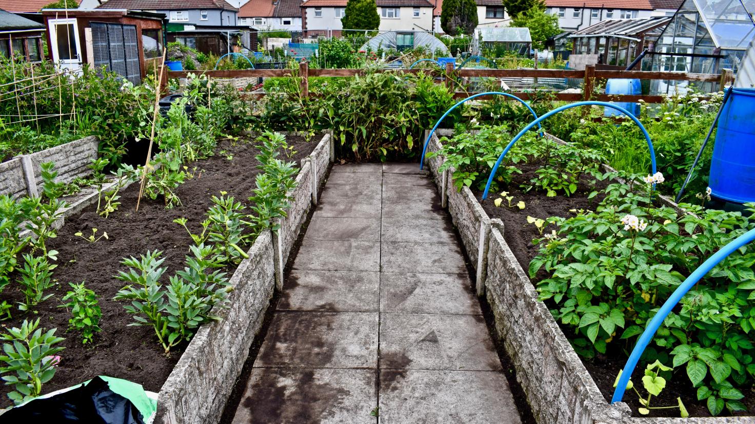An area of newly-planted raised beds with houses in the background.
