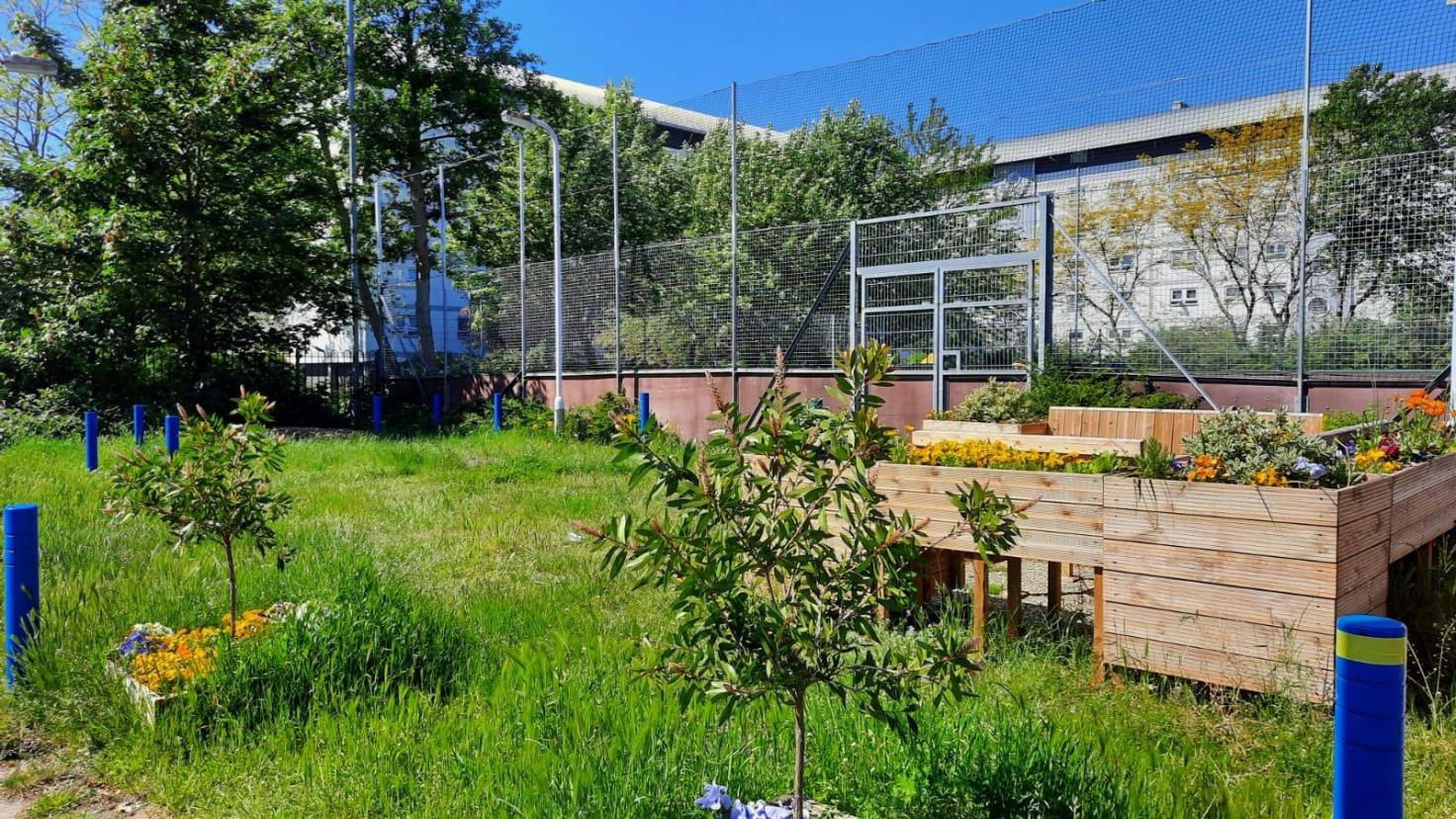 A sunny garden area with green grass, raised beds and trees.