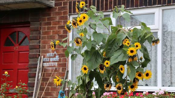 A brick-fronted house with tall sunflowers and red geraniums in the front garden.