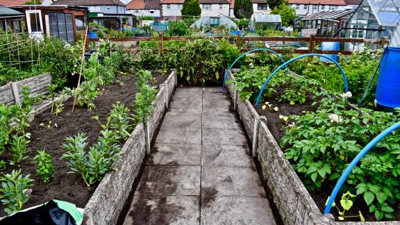 An area of newly-planted raised beds with houses in the background.