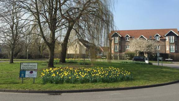 A large roundabout planted with daffodils and trees, adjacent to housing.
