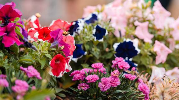 Planters full of multi-coloured petunias