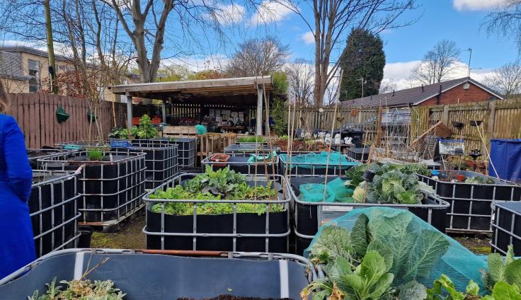 A fenced-in area containing many raised beds growing vegetables with bamboo vegetable supports.