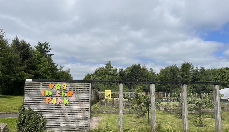 Allotments surrounded by wire fencing with a wall made from a pallet with neon letters spelling out 'Veg in the park'.