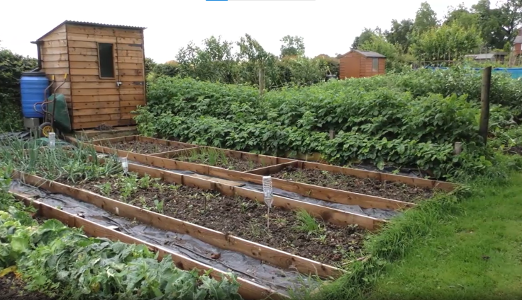 An allotment site with a shed and water butt, and herbs growing in wooden planters.