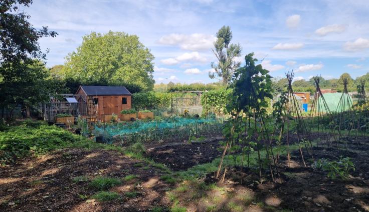 A sunny day at the community allotments, there is a shed, greenhouse and wooden planters in the background and lots of herbs and vegetables growing in beds in the foreground.