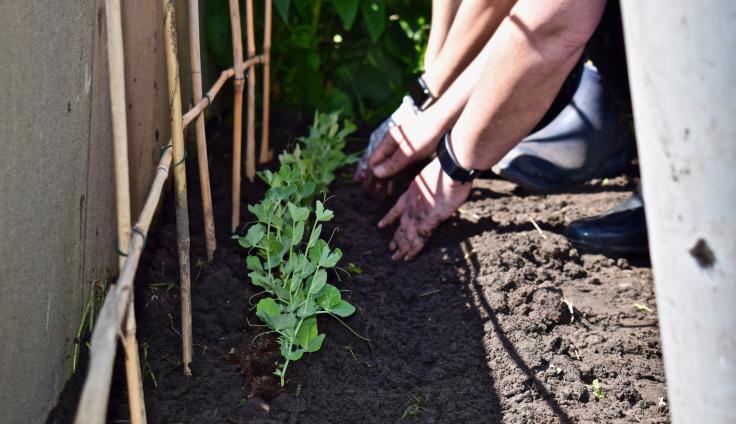 Hands planting small plants in soil against a bamboo growing frame.