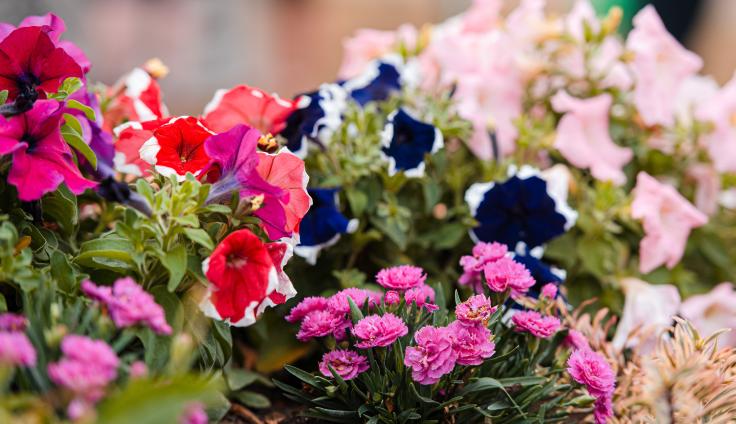 Planters full of multi-coloured petunias